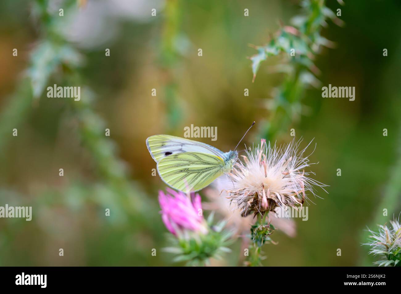 Ein weißer Schmetterling auf einer Distel Stockfoto