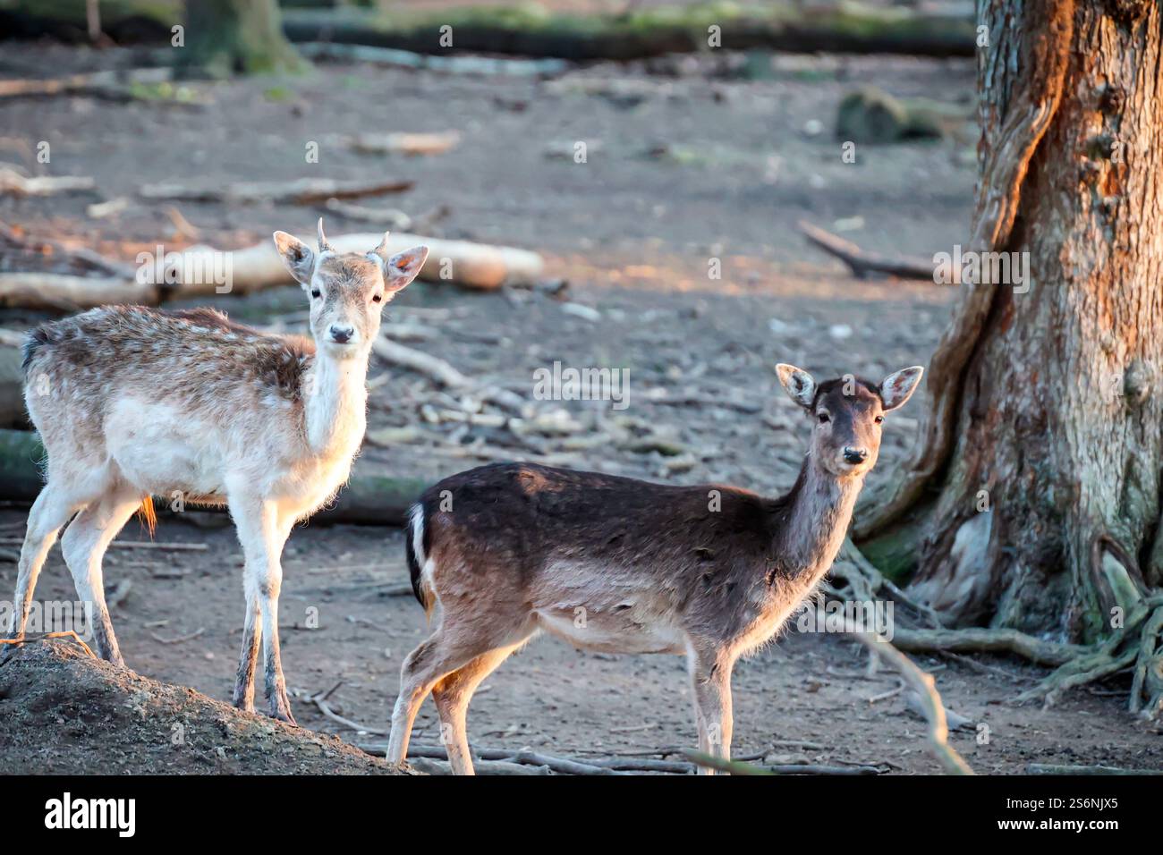 Hirsche, Hirsche, Klauentiere in einem Gehege Stockfoto
