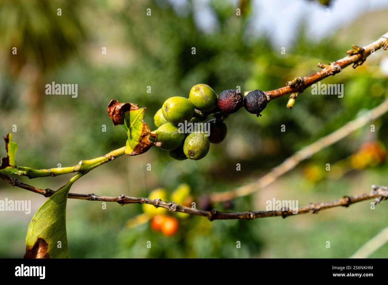 Ein Haufen grüner Früchte hängt an einem Baum. Die Früchte sind reif und bereit für die Ernte Stockfoto