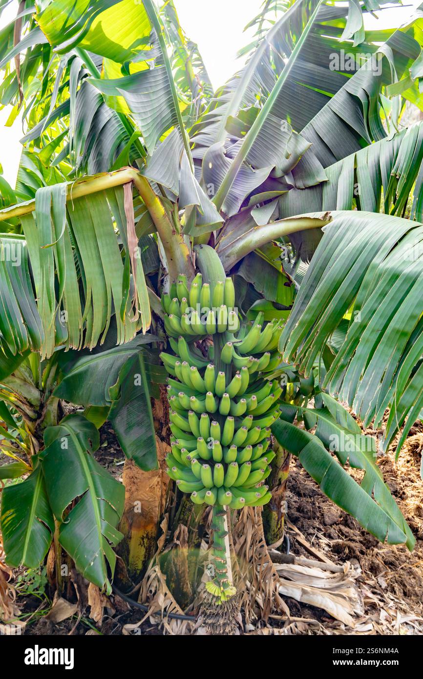Ein Haufen Bananen hängt an einem Baum. Die Bananen sind grün und unreif. Der Baum ist von Schmutz und Blättern umgeben Stockfoto