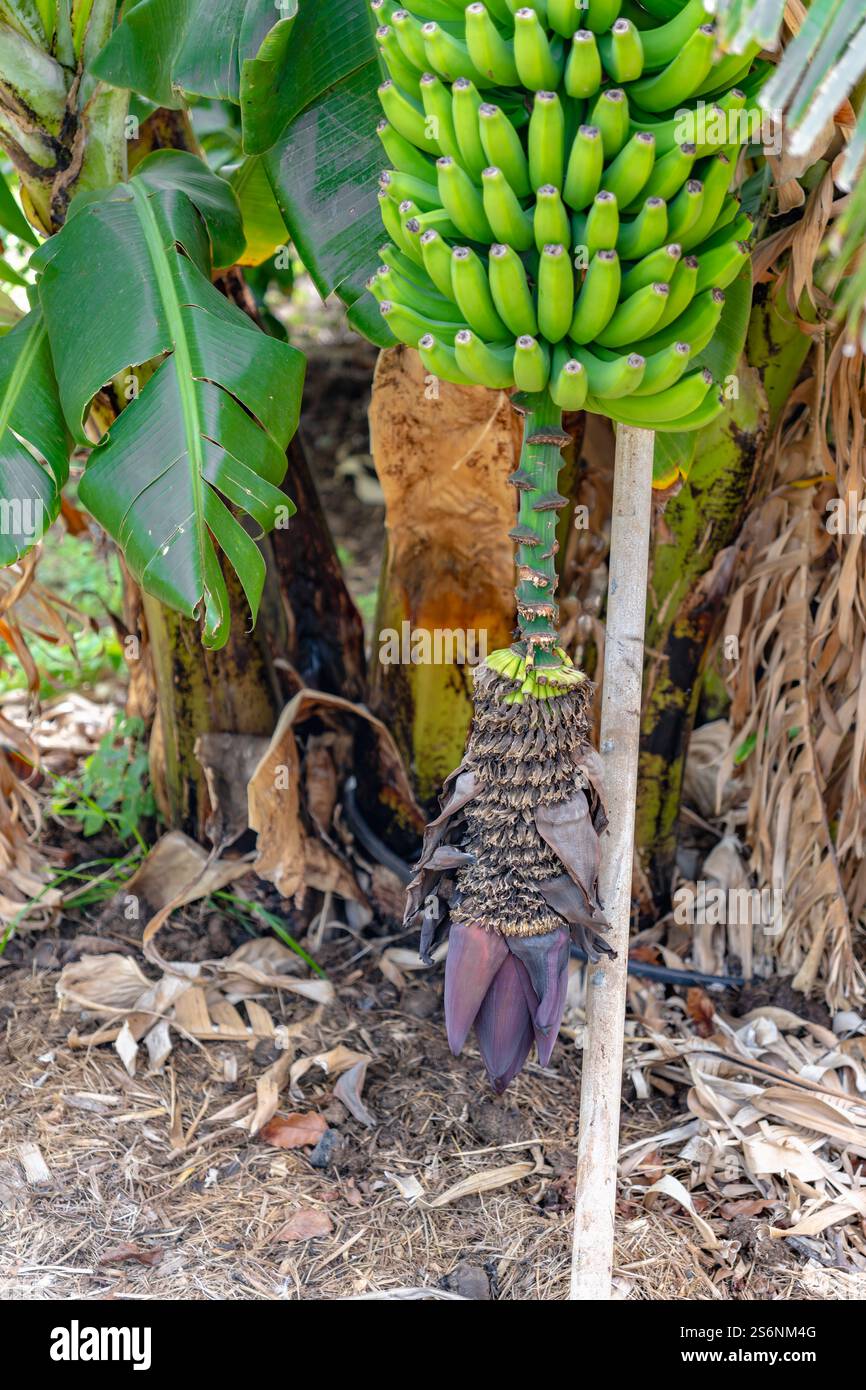 Ein Haufen Bananen hängt an einem Baum. Die Bananen sind grün und unreif. Der Baum ist von vielen Blättern und Ästen umgeben Stockfoto