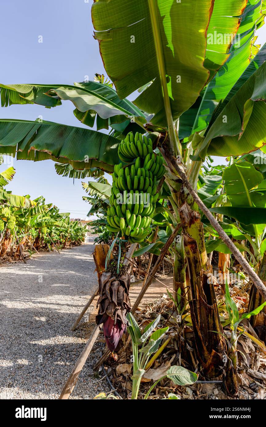 Ein Haufen Bananen hängt an einem Baum. Die Bananen sind grün und wachsen auf einem Baum Stockfoto