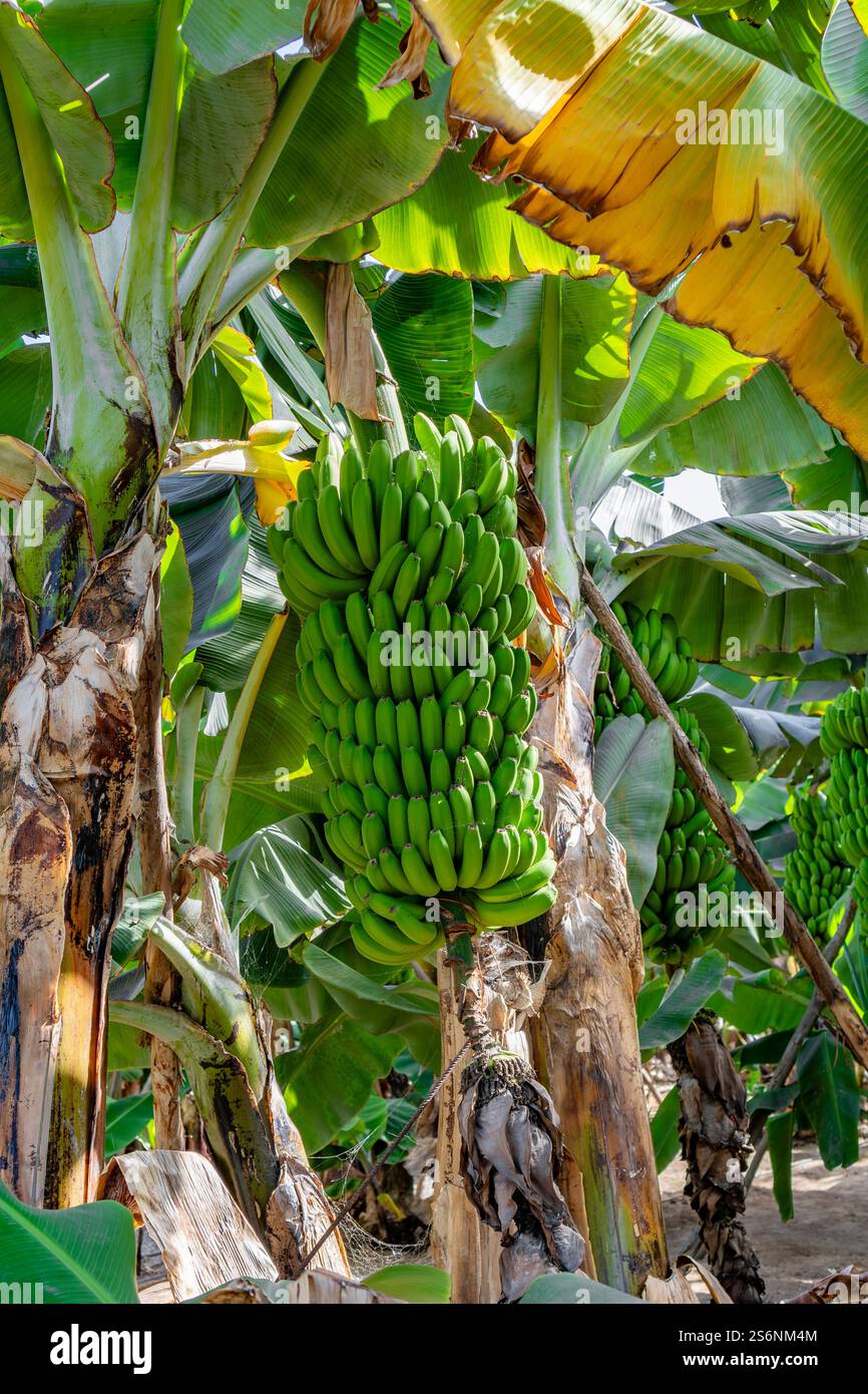 Ein Haufen Bananen hängt an einem Baum. Die Bananen sind grün und wachsen in einem Dschungel Stockfoto