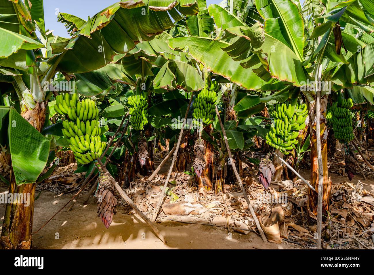 Ein Haufen Bananen hängt an einem Baum. Die Bananen sind grün und wachsen auf einem Feld Stockfoto