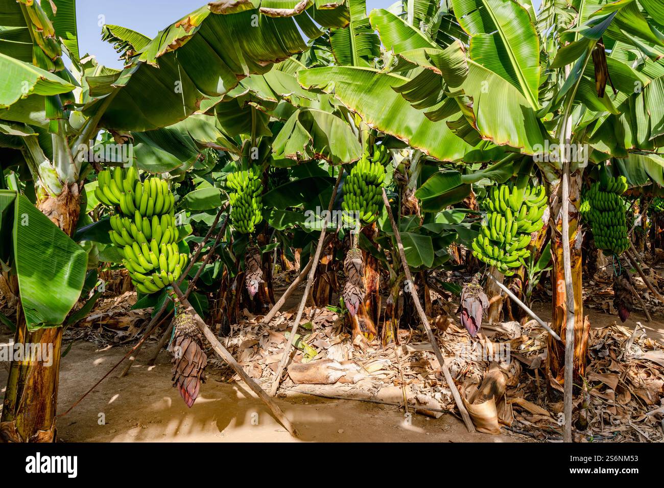 Ein Haufen Bananen hängen von den Bäumen. Die Bananen sind grün und können geerntet werden Stockfoto