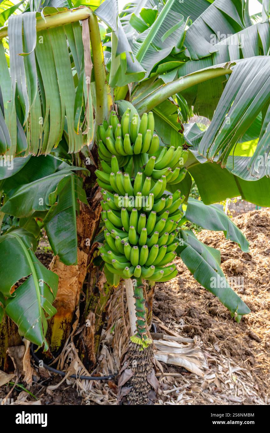 Ein Haufen grüner Bananen hängt an einem Baum. Die Bananen sind reif und bereit für die Ernte Stockfoto