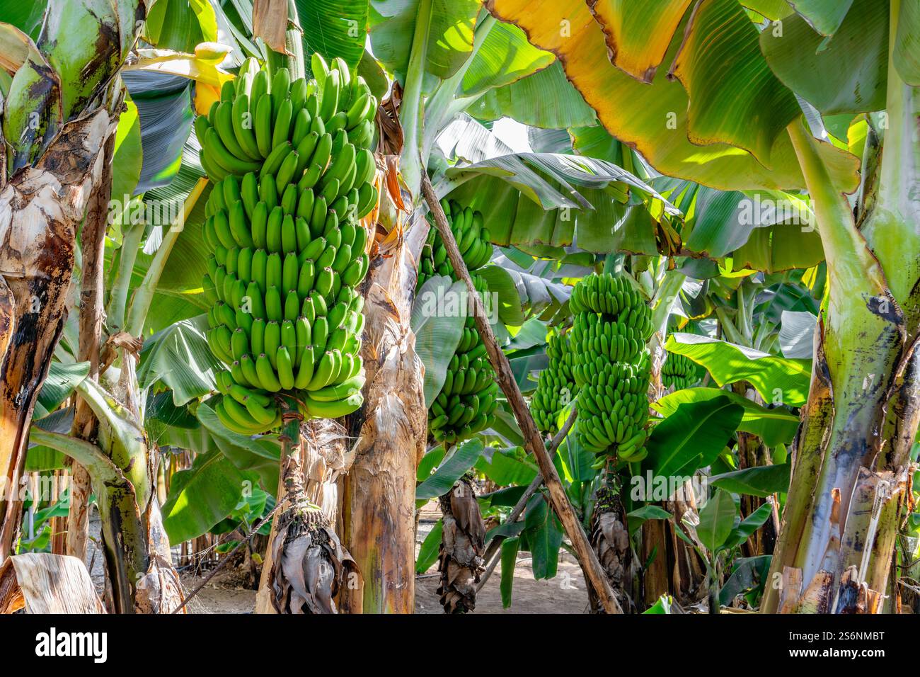 Ein Haufen grüner Bananen hängt an einem Baum. Die Bananen sind reif und bereit für die Ernte Stockfoto