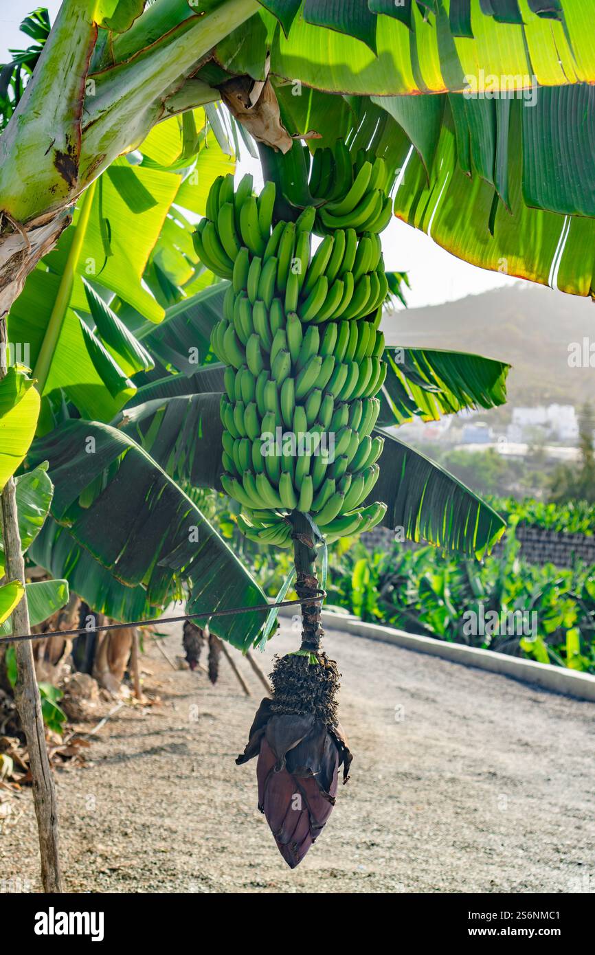 Ein Haufen grüner Bananen hängt an einem Baum. Die Bananen sind reif und bereit für die Ernte Stockfoto