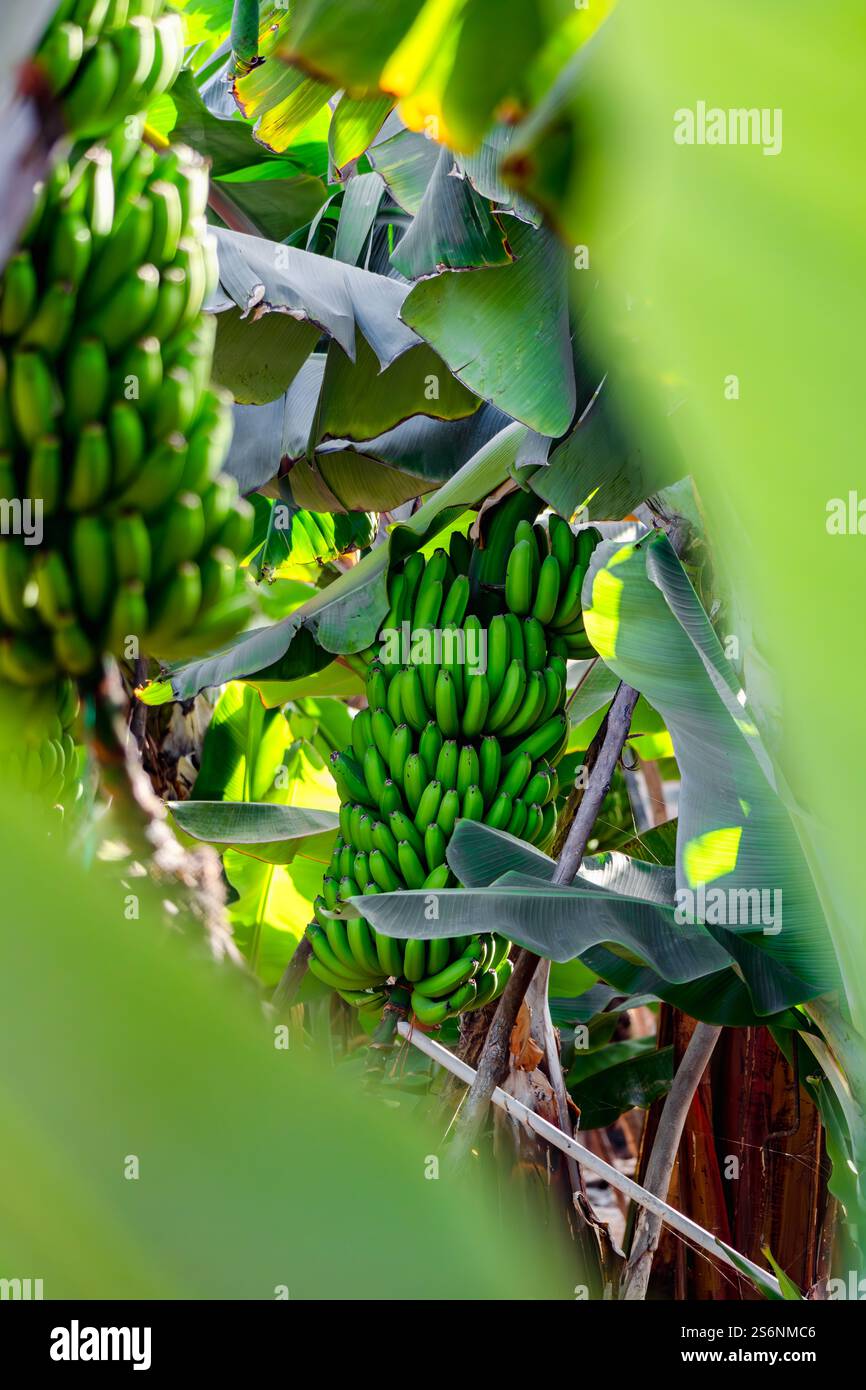 Ein Haufen grüner Bananen hängt an einem Baum. Die Bananen sind zusammengebündelt und haben eine grüne Farbe Stockfoto