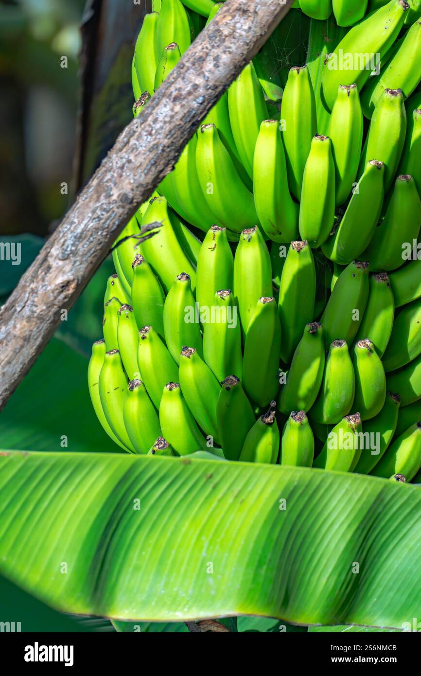 Ein Haufen grüner Bananen hängt an einem Baum. Die Bananen sind reif und bereit für die Ernte Stockfoto