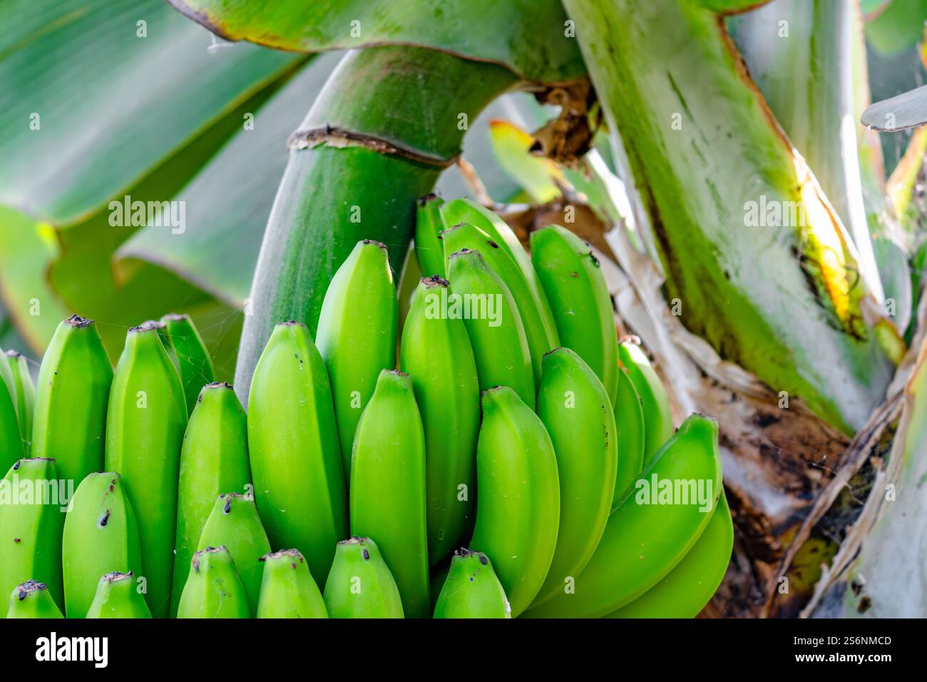 Ein Haufen grüner Bananen hängt an einem Baum. Die Bananen sind reif und bereit zum Verzehr Stockfoto