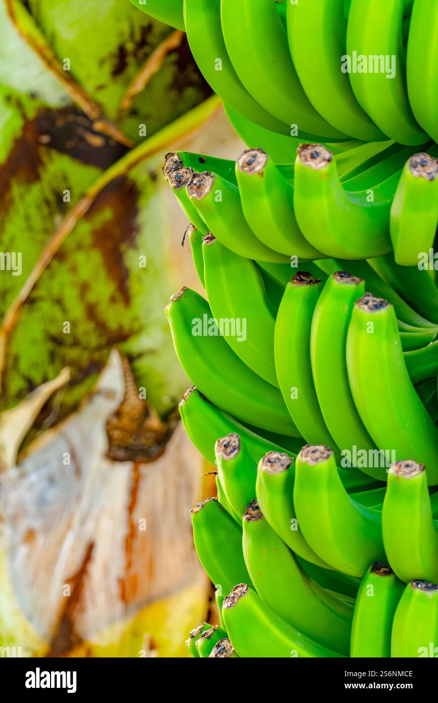 Ein Haufen grüner Bananen hängt an einem Baum. Die Bananen sind reif und bereit zum Verzehr Stockfoto