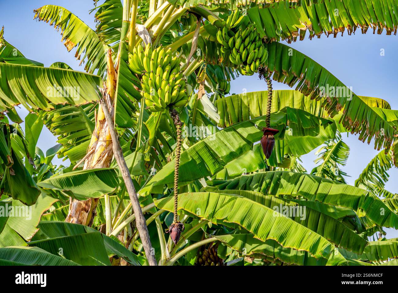 Ein Haufen Bananen hängt an einem Baum. Die Bananen sind grün und gelb. Der Baum ist voller Blätter und der Himmel ist blau Stockfoto