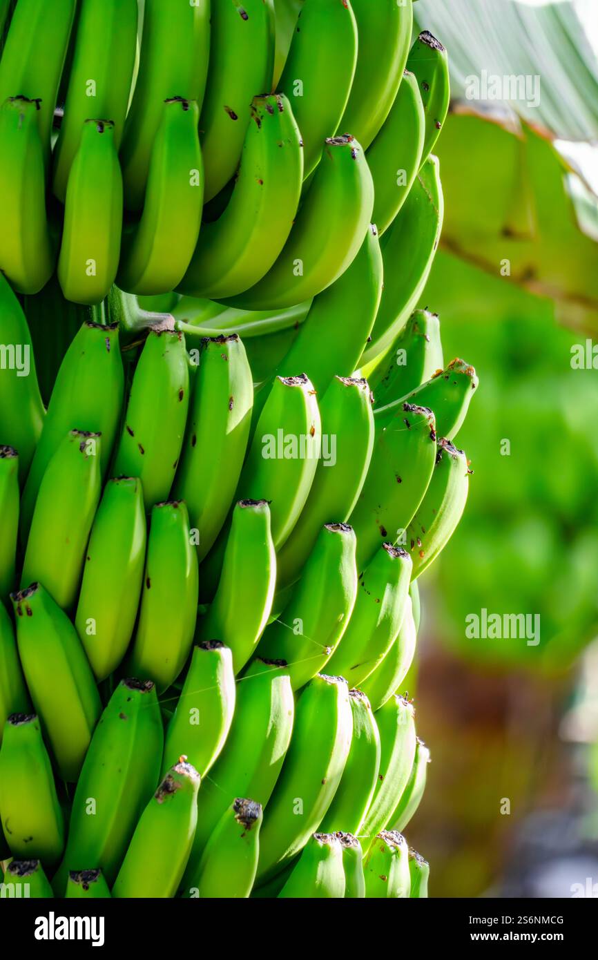 Ein Haufen grüner Bananen hängt an einem Baum. Die Bananen sind reif und bereit zum Verzehr Stockfoto