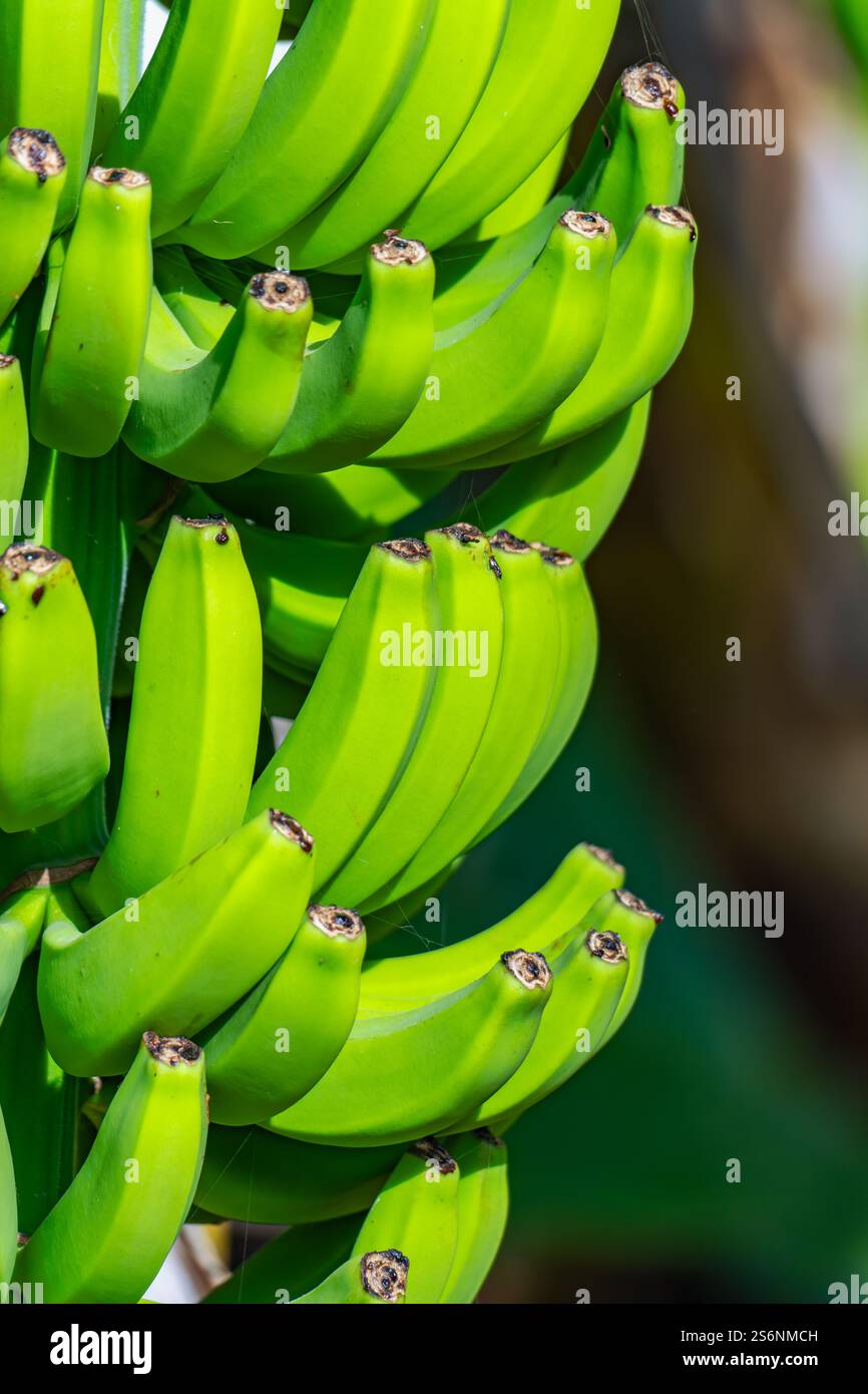 Ein Haufen grüner Bananen hängt an einem Baum. Die Bananen sind reif und bereit zum Verzehr Stockfoto