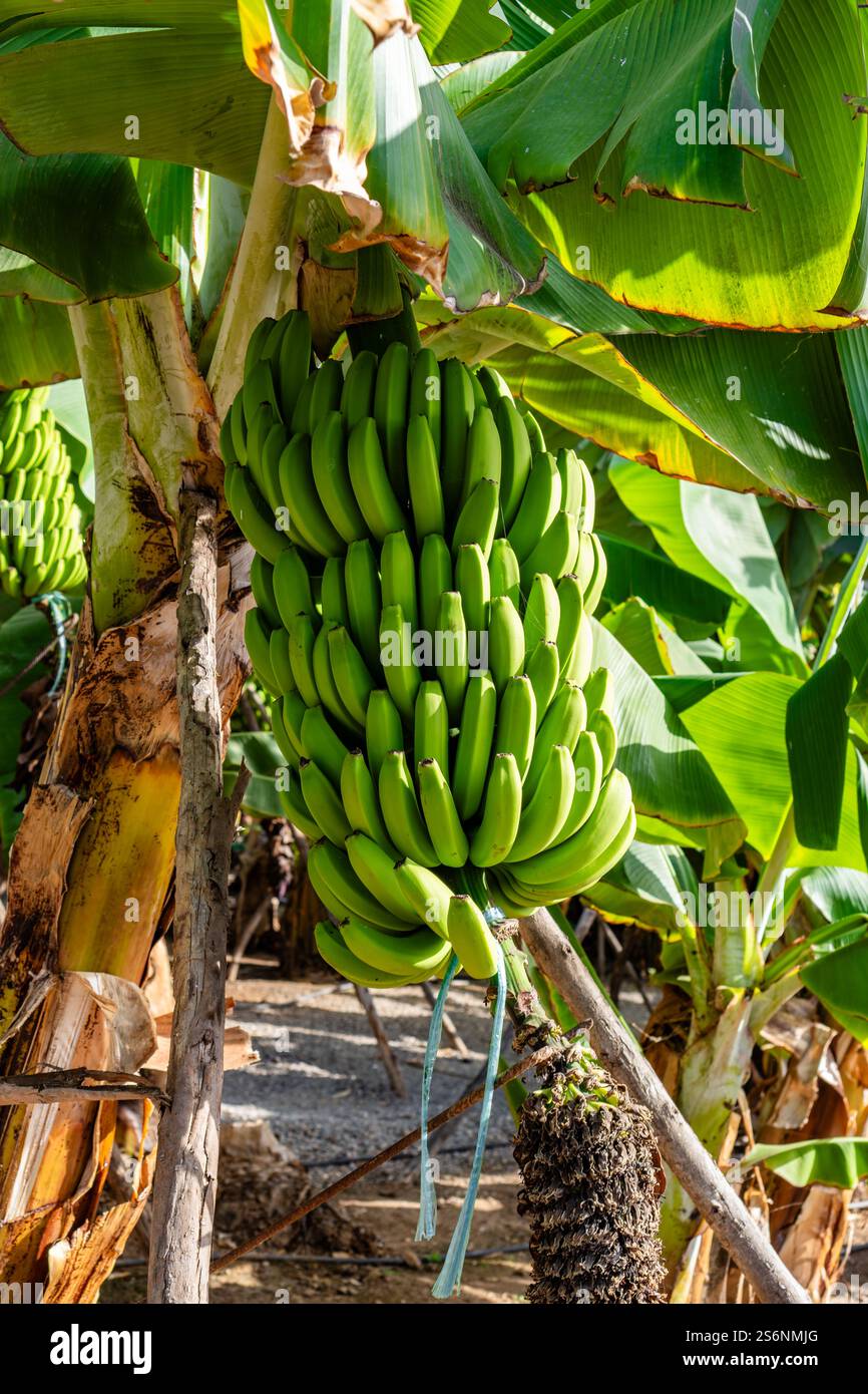 Ein Haufen grüner Bananen hängt an einem Baum. Die Bananen sind reif und bereit für die Ernte Stockfoto