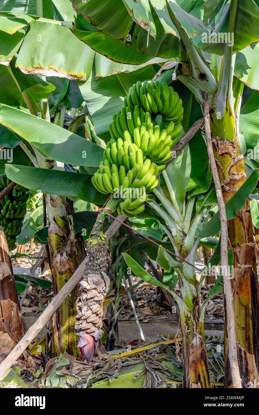 Ein Haufen grüner Bananen hängt an einem Baum. Die Bananen sind reif und bereit für die Ernte Stockfoto