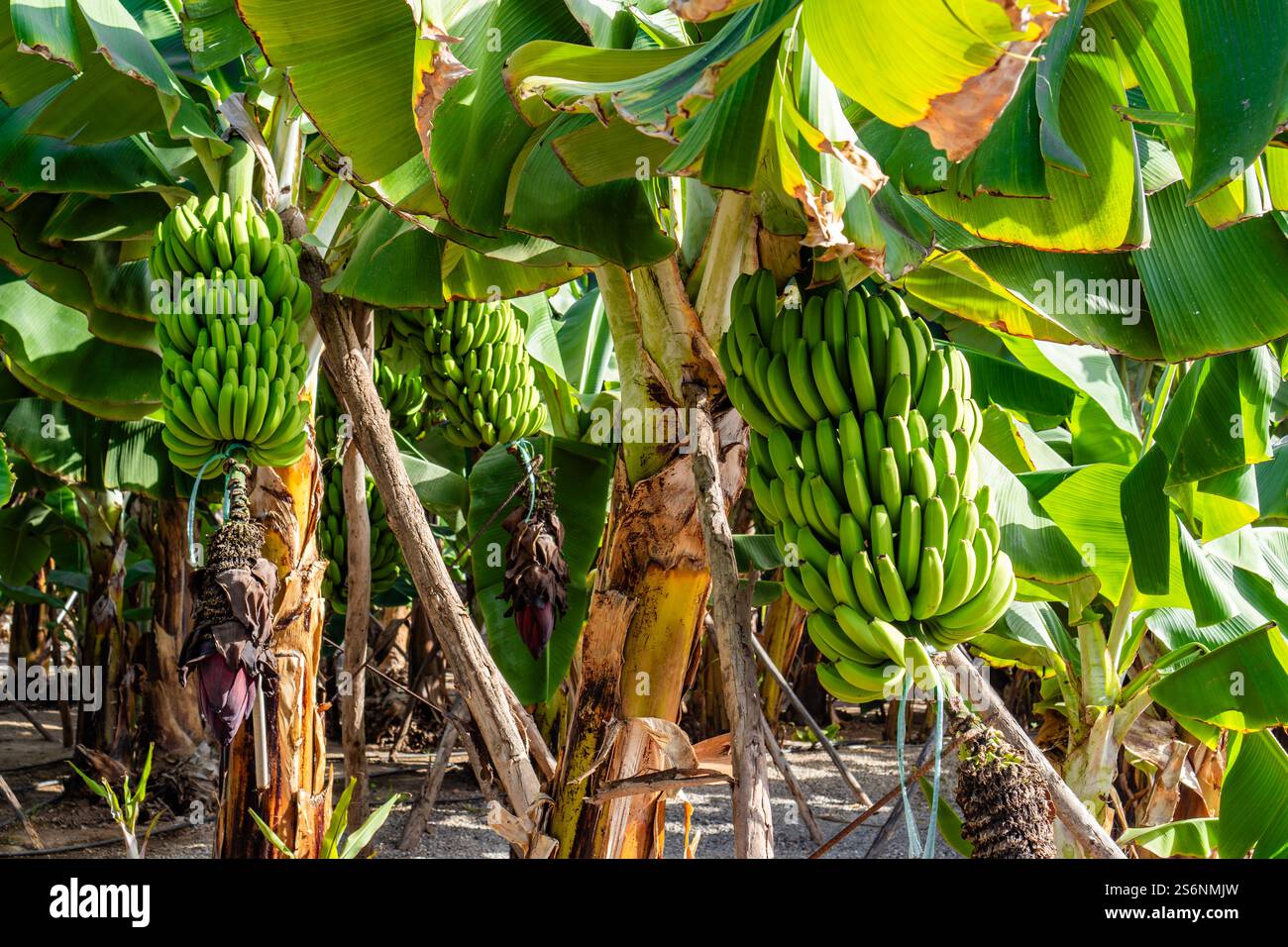Ein Haufen grüner Bananen hängt an einem Baum. Die Bananen sind reif und bereit für die Ernte Stockfoto