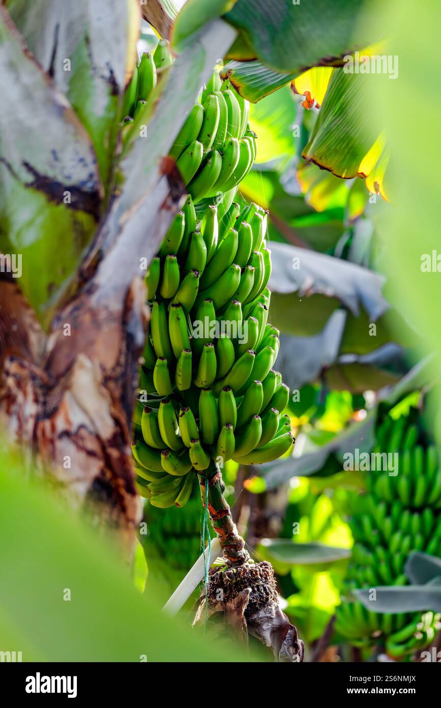 Ein Haufen grüner Bananen hängt an einem Baum. Die Bananen sind reif und bereit für die Ernte Stockfoto
