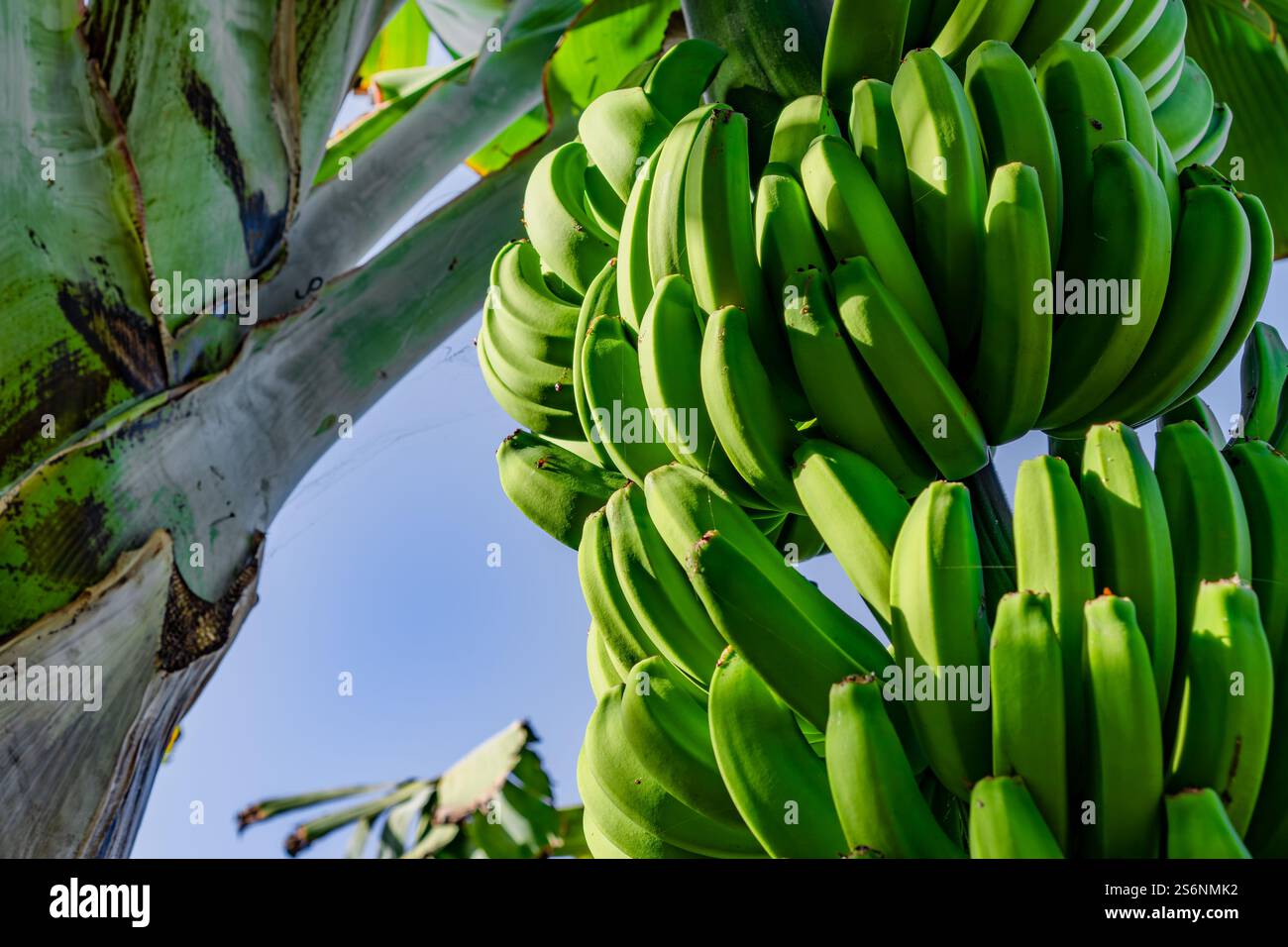Ein Haufen grüner Bananen hängt an einem Baum. Die Bananen sind reif und bereit für die Ernte Stockfoto