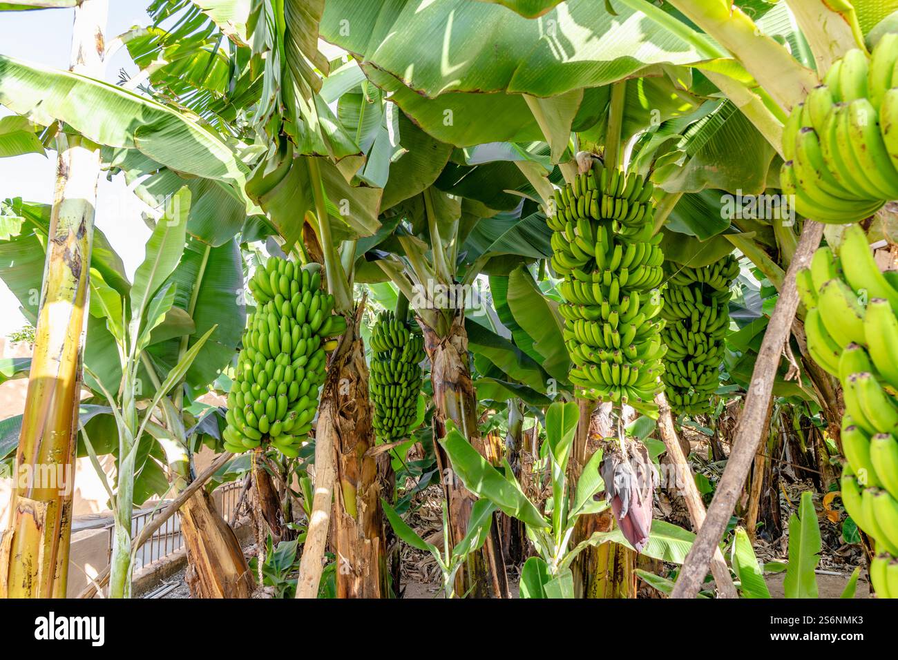 Ein Haufen grüner Bananen hängt an einem Baum. Die Bananen sind reif und bereit für die Ernte Stockfoto