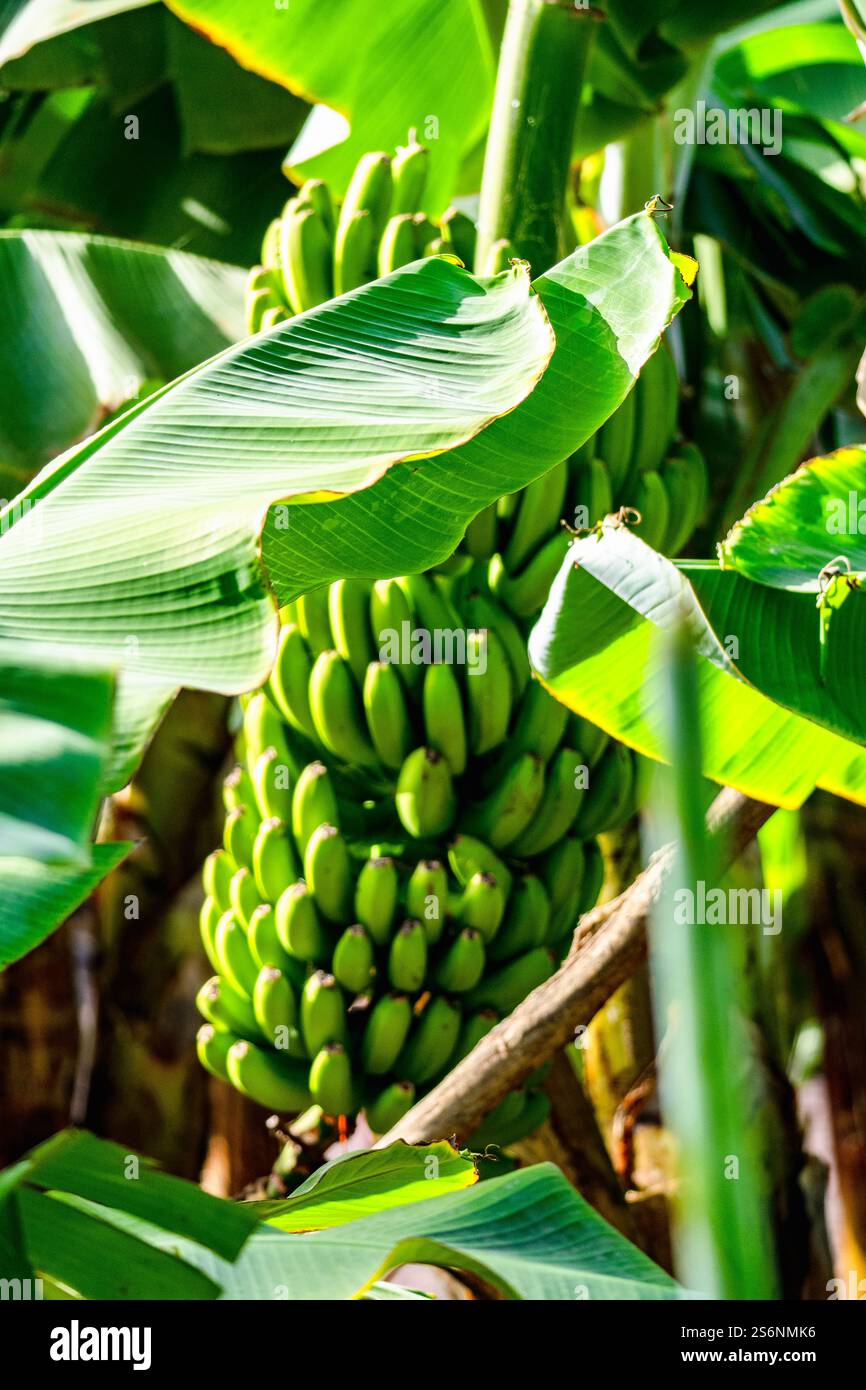Ein Haufen grüner Bananen hängt an einem Baum. Die Bananen sind reif und bereit für die Ernte Stockfoto