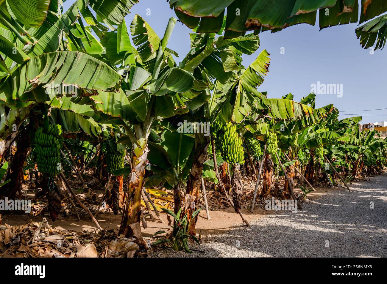 Ein Feld mit Bananenpflanzen mit ein paar Reifen Bananen, die von den Bäumen hängen. Die Bananen sind grün und unreif Stockfoto