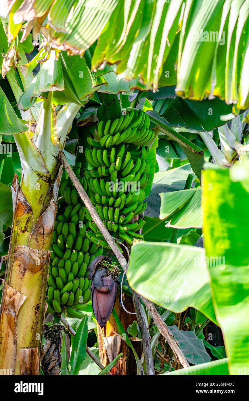 Ein Haufen grüner Bananen hängt an einem Baum. Die Bananen sind reif und bereit für die Ernte Stockfoto