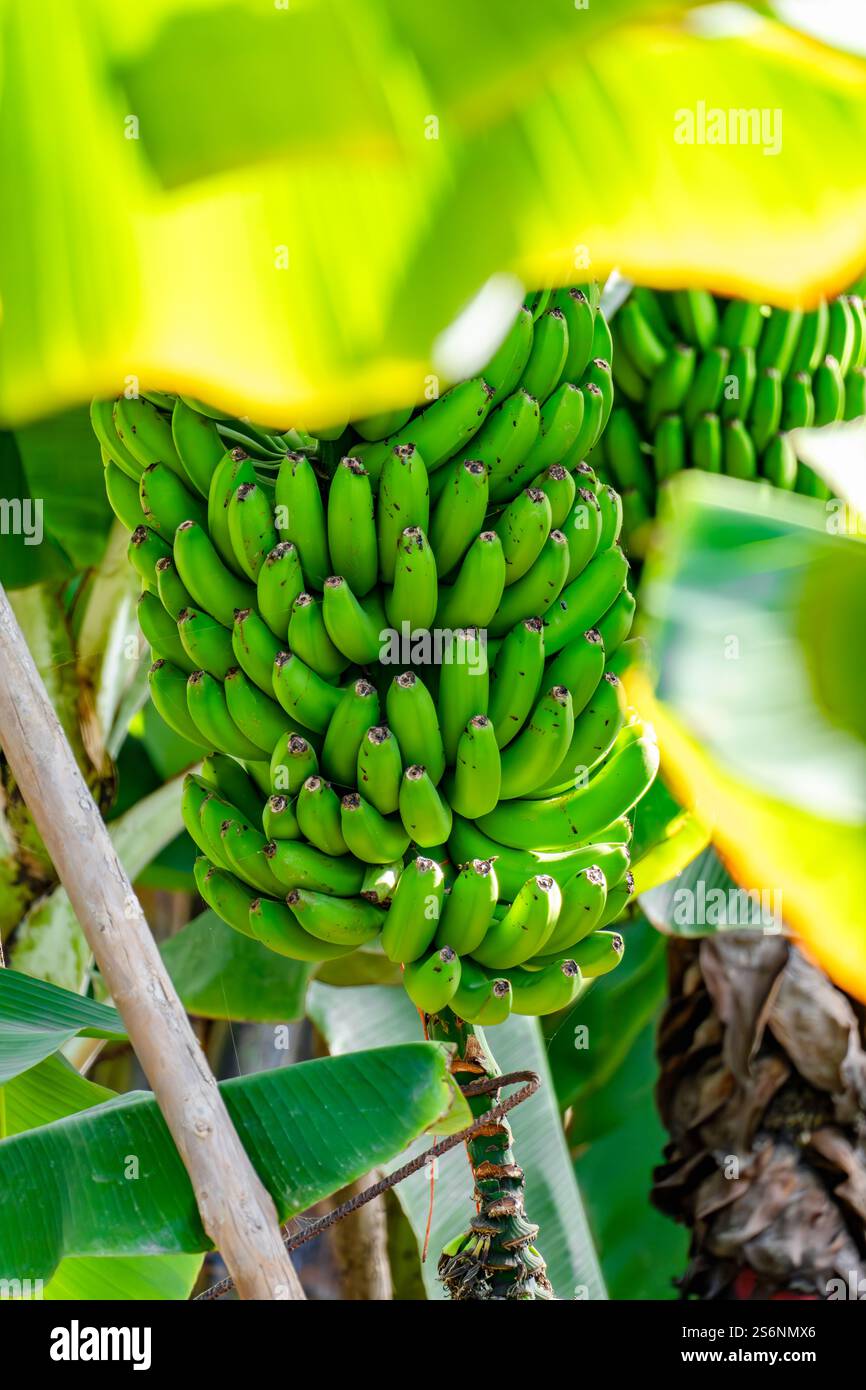 Ein Haufen grüner Bananen hängt an einem Baum. Die Bananen sind reif und bereit für die Ernte Stockfoto