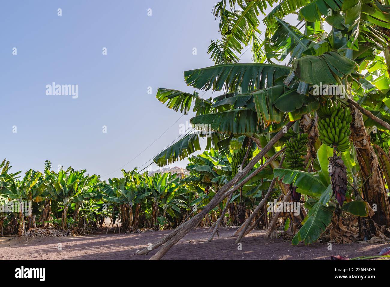 Ein Bananenfeld mit einem klaren blauen Himmel im Hintergrund. Die Bäume sind hoch und üppig, von denen viele Bananen hängen. Die Scen Stockfoto