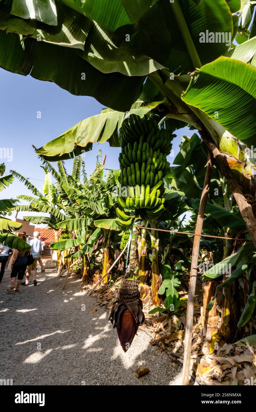 Ein Haufen unreifer Bananen hängt an einem Baum. Die Bananen sind grün und noch am Baum befestigt Stockfoto