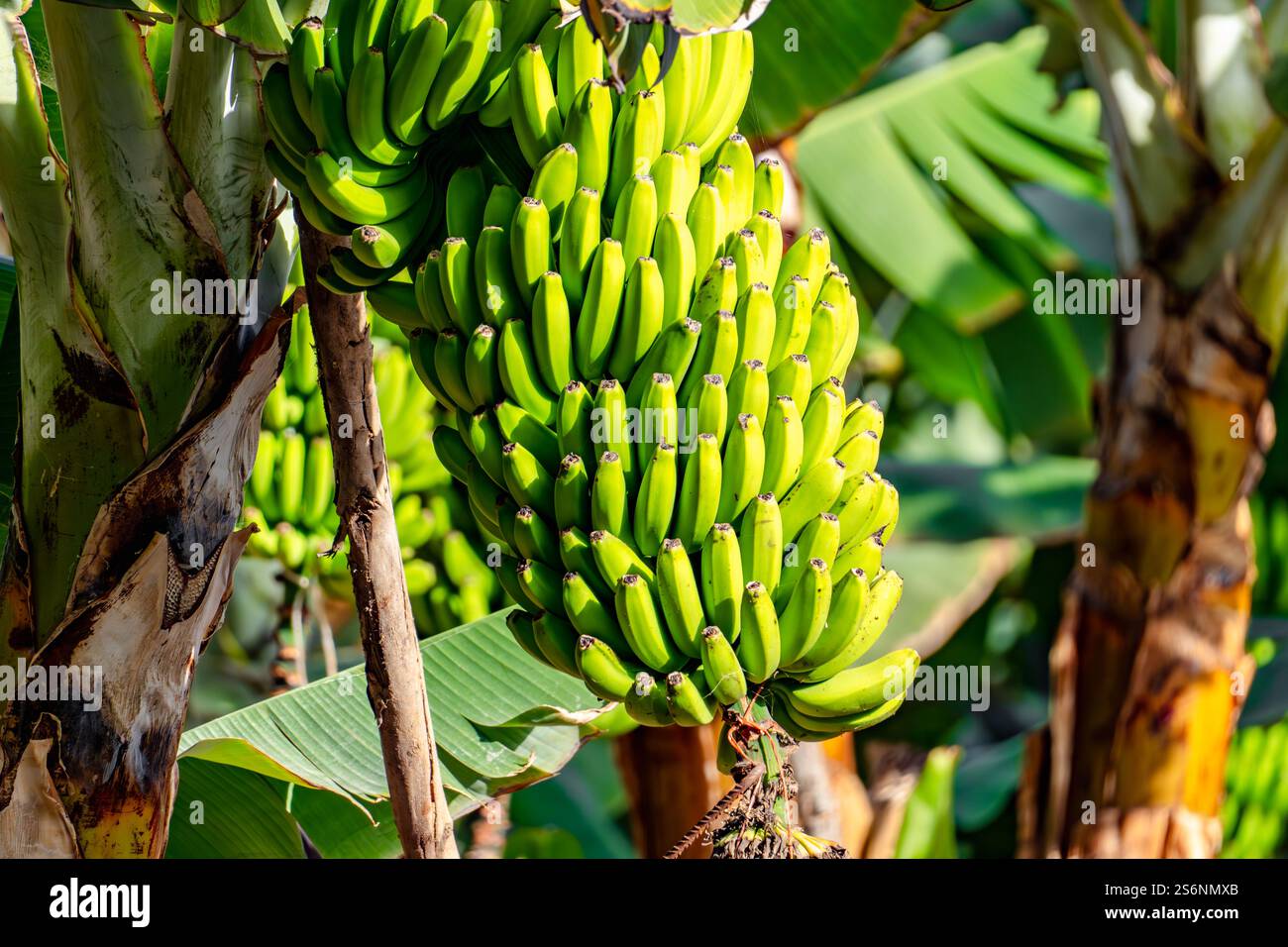 Ein Haufen grüner Bananen hängt an einem Baum. Die Bananen sind reif und bereit für die Ernte Stockfoto