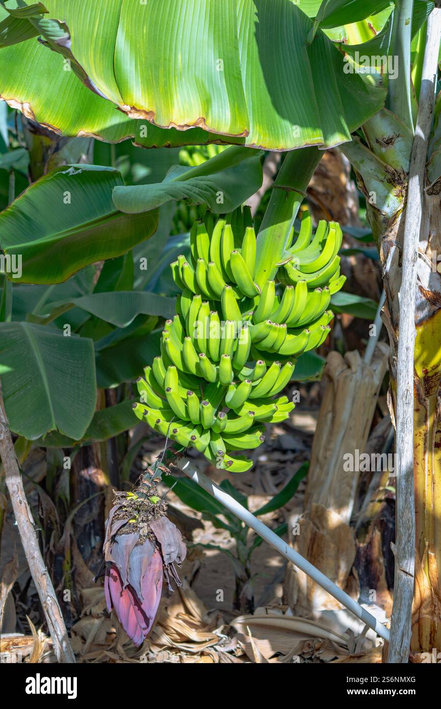 Ein Haufen grüner Bananen hängt an einem Baum. Die Bananen sind reif und bereit für die Ernte Stockfoto