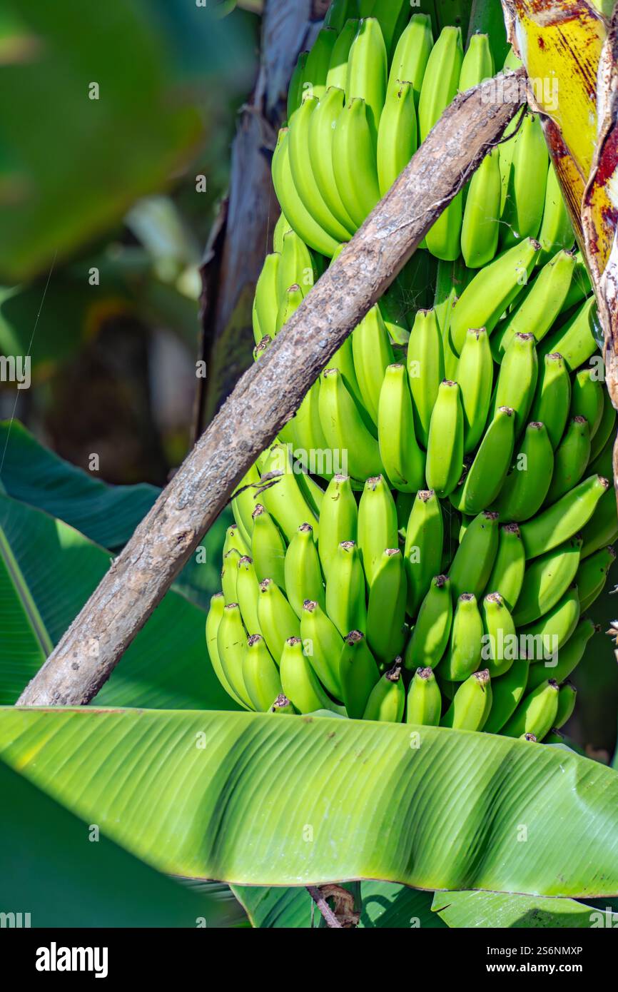 Ein Haufen grüner Bananen hängt an einem Baum. Die Bananen sind reif und bereit für die Ernte Stockfoto