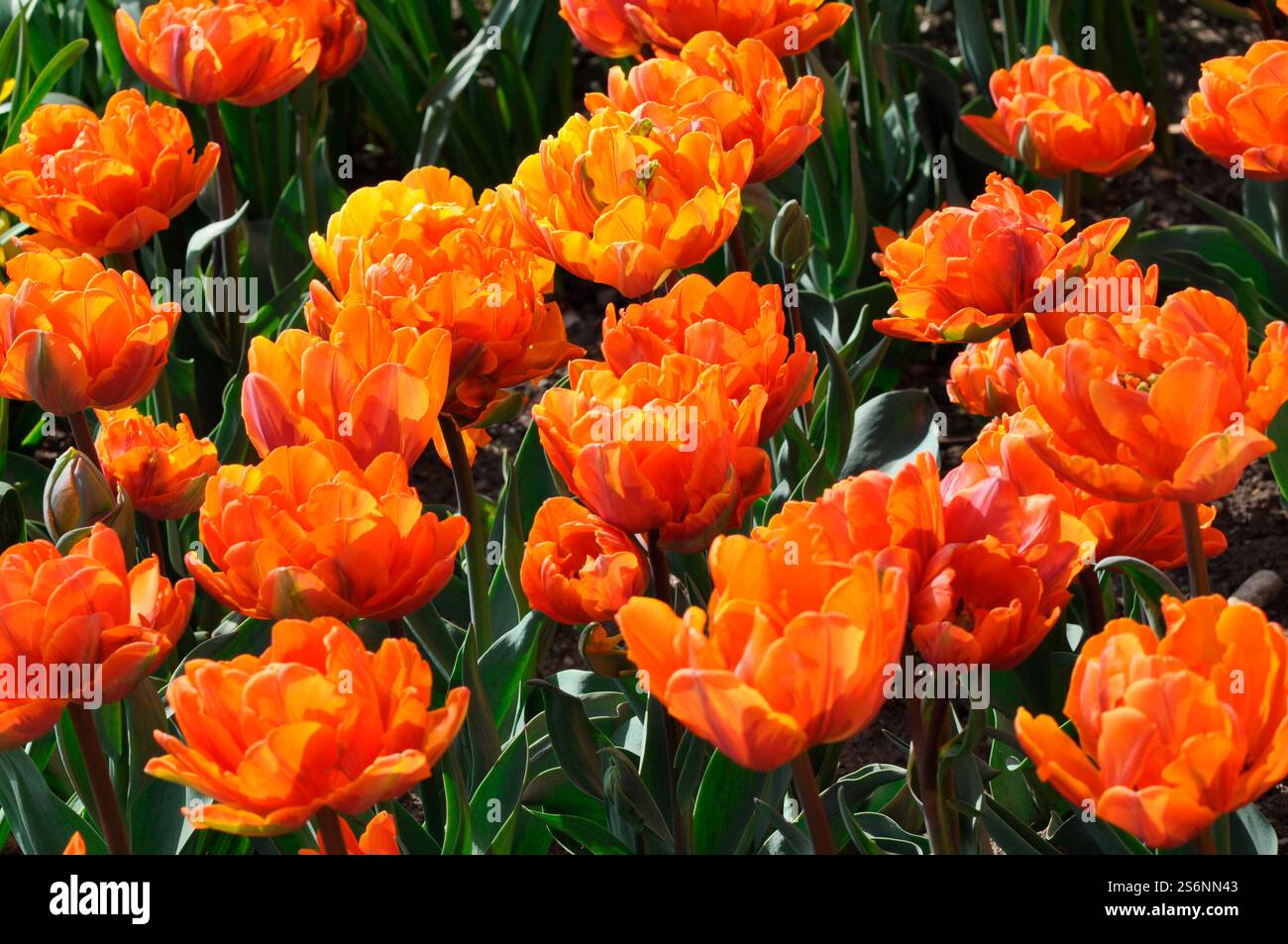 Orange Tulpen Stockfoto