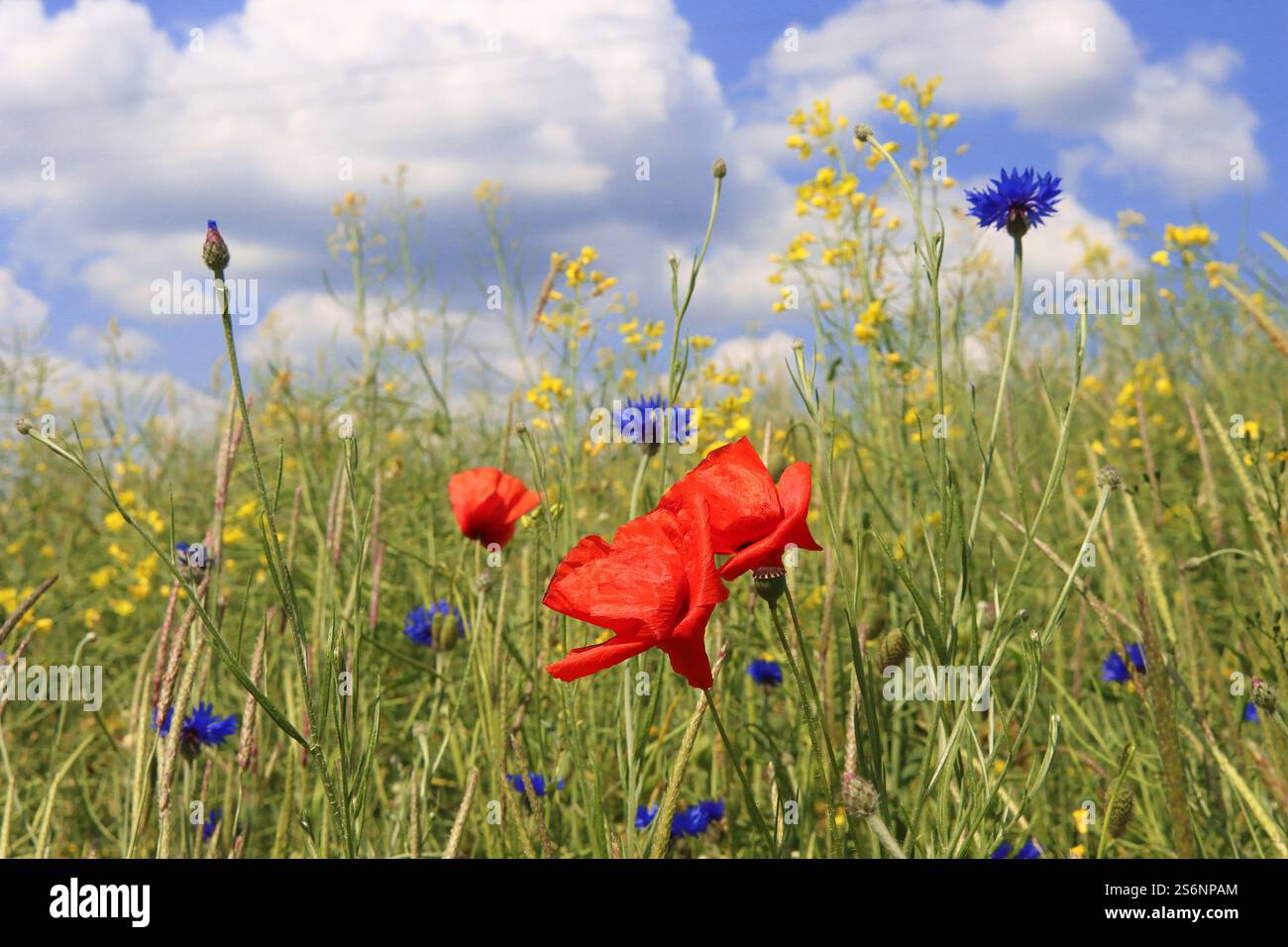 Blumenwiese im Sommer Stockfoto