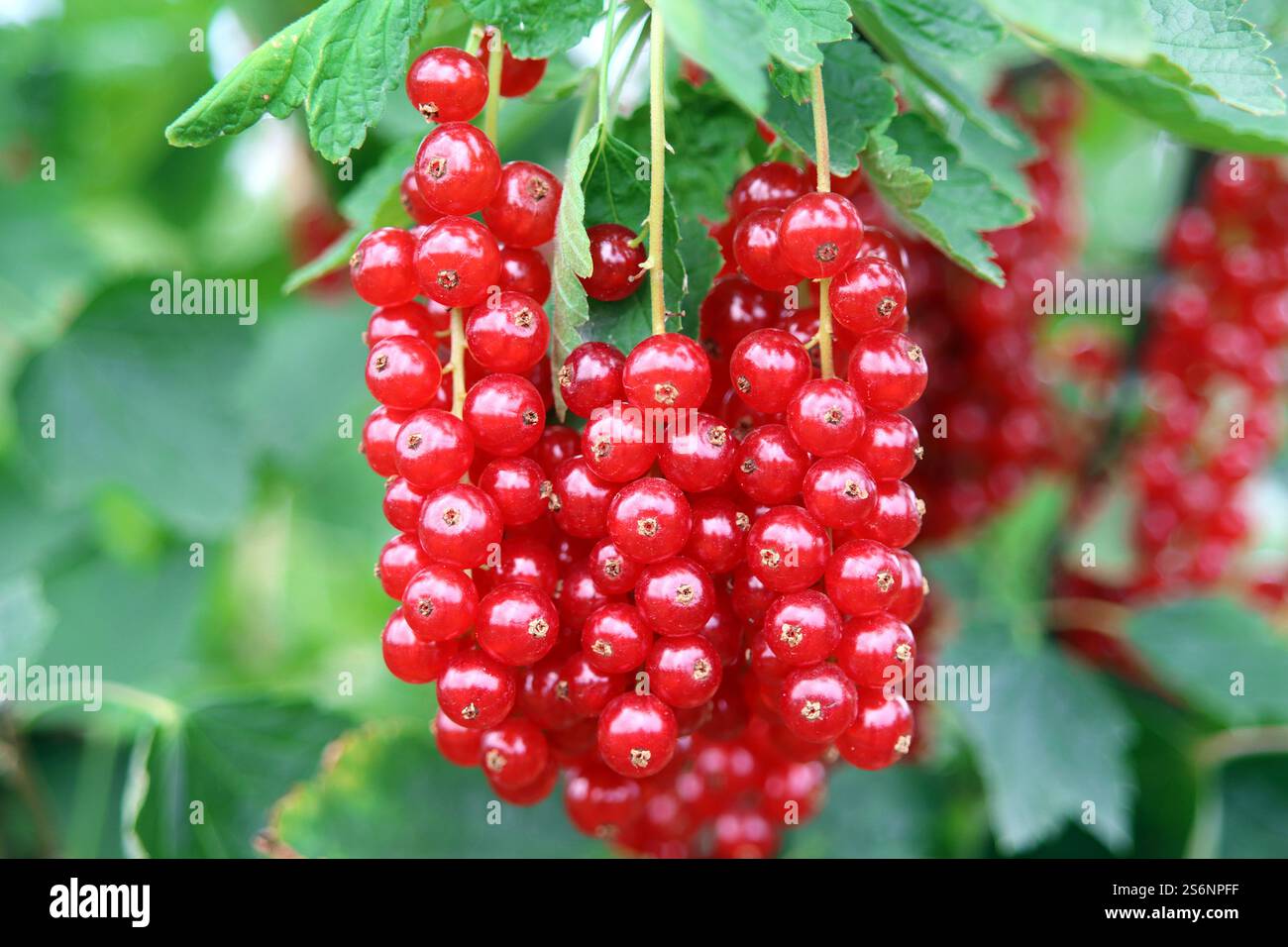 Saftige Johannisbeeren direkt aus dem Busch Stockfoto