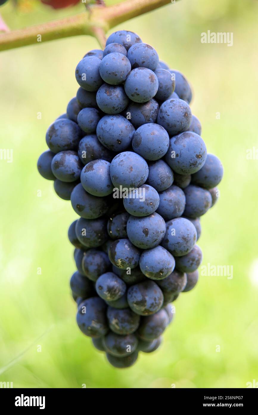 Ein ganz besonderer Jahrgang Stockfoto