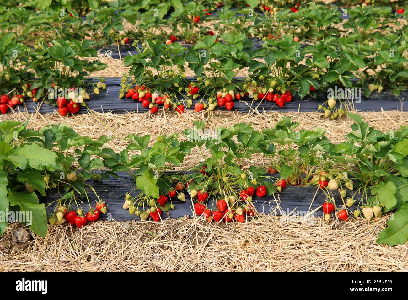 Die Erdbeersaison hat begonnen Stockfoto