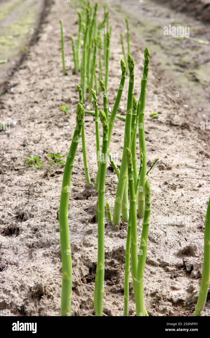 Grüner Spargel, ein Geschenk der Natur Stockfoto