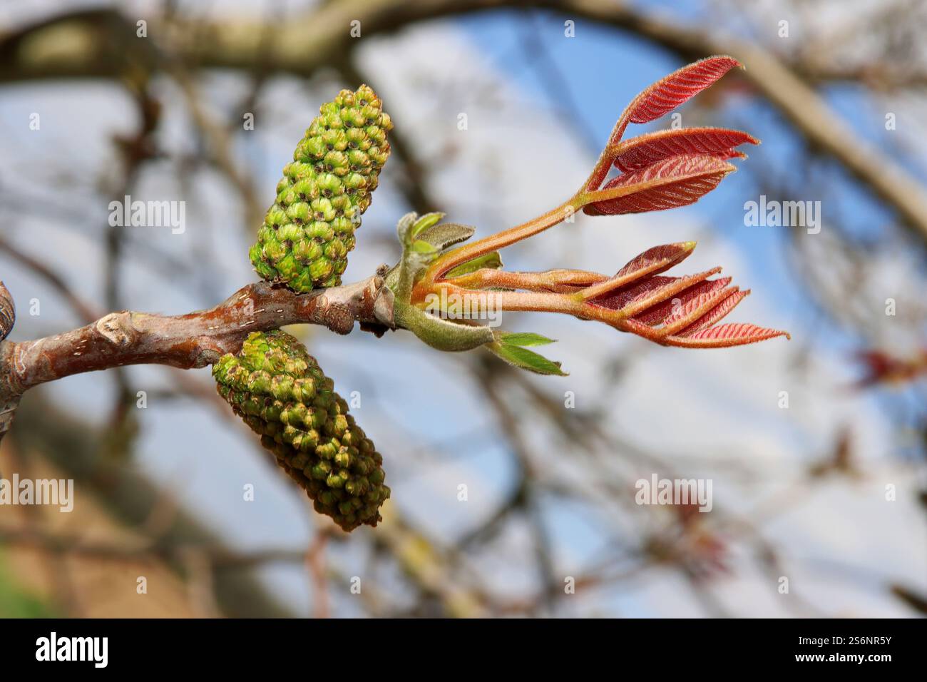 Walnussbaumblüte im Frühjahr Stockfoto