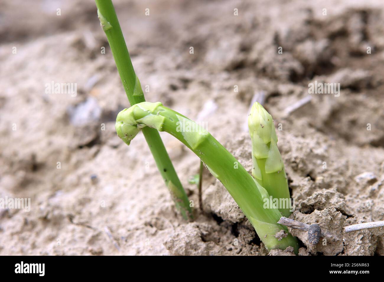 Grüner Spargel, ein Geschenk der Natur Stockfoto