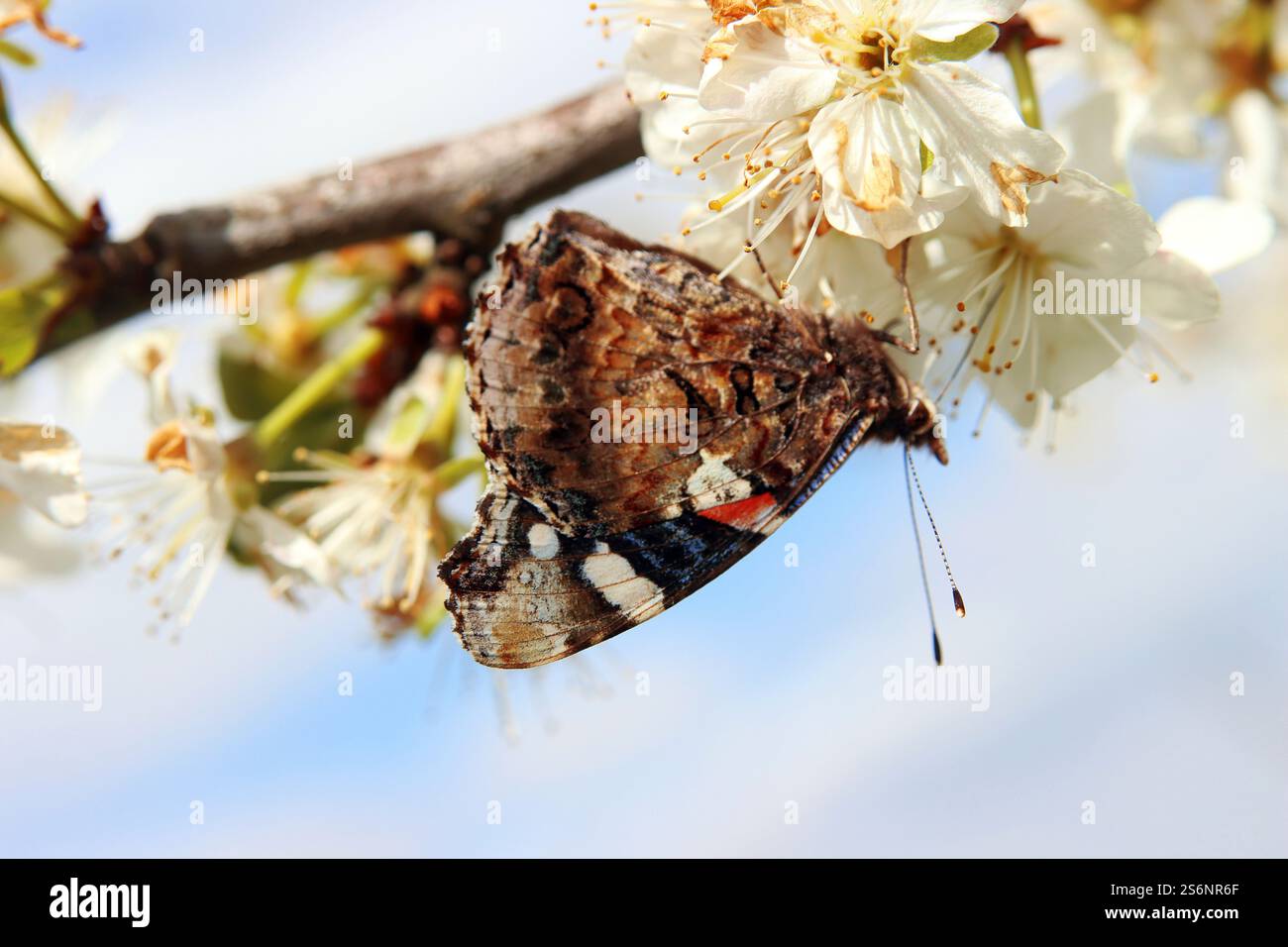 Ein Admiral auf der Suche nach Nahrung Stockfoto