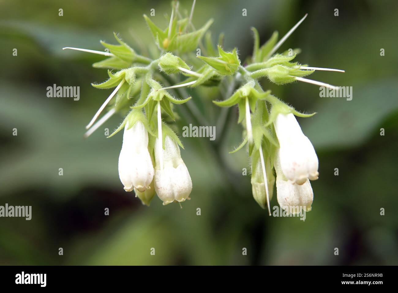 Beinwell in weiß Stockfoto