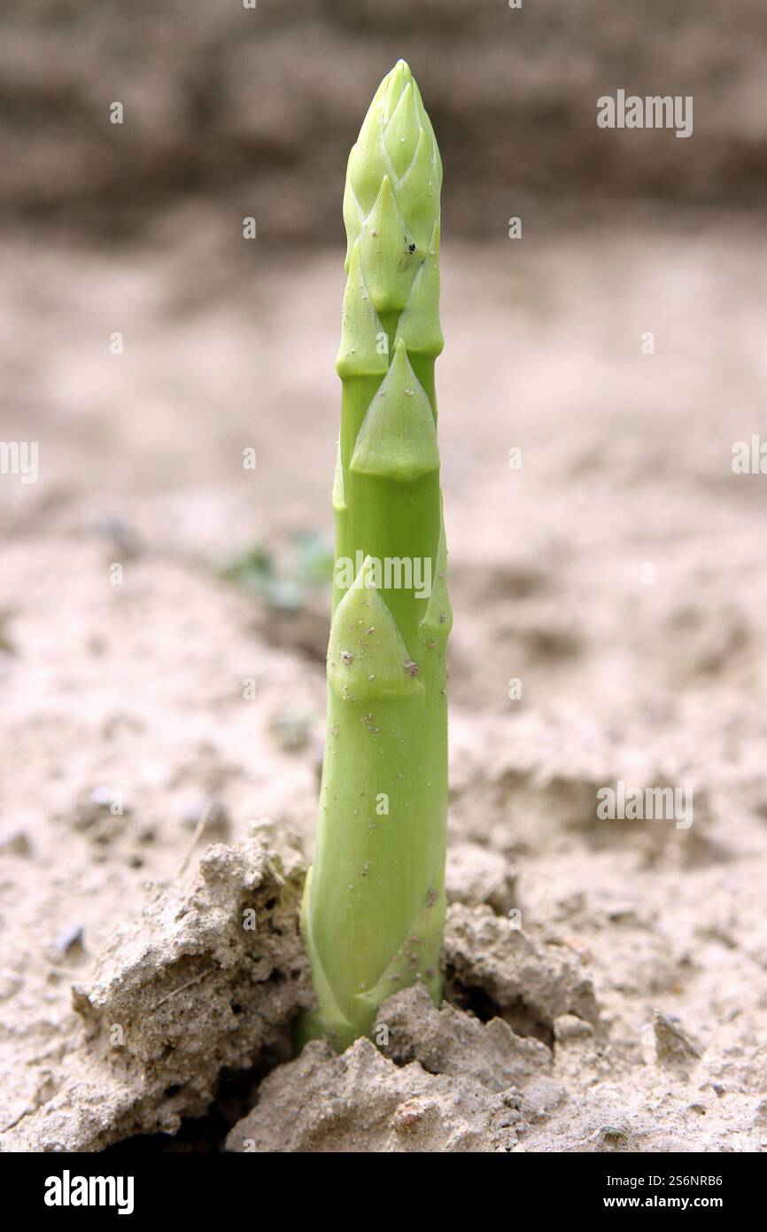Grüner Spargel, ein Geschenk der Natur Stockfoto