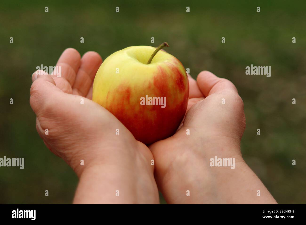 Saftiger Apfel, frisch vom Baum Stockfoto
