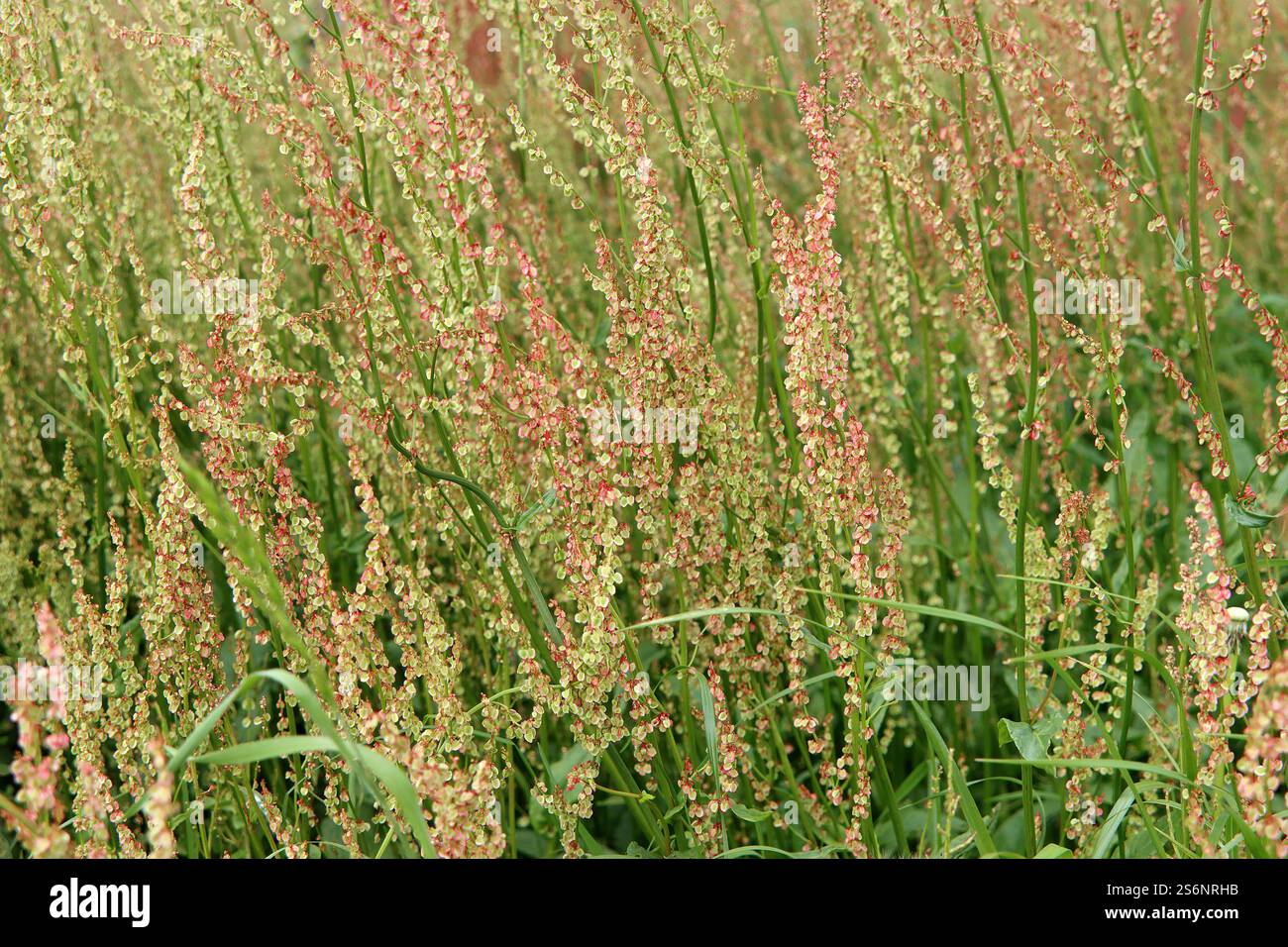 Blume und Samen von Sauerampfer Stockfoto
