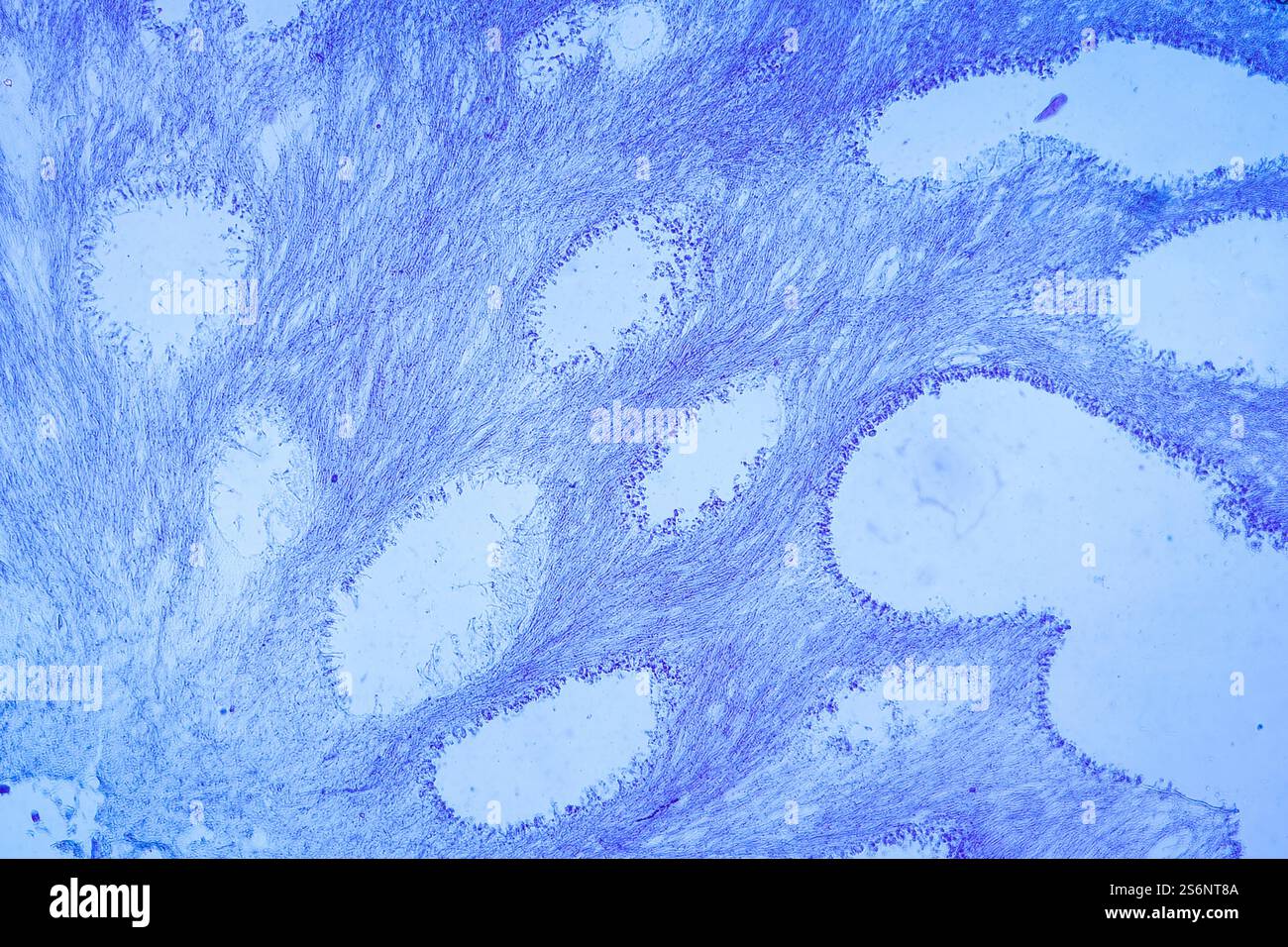 Pilz in Holzgewebe 100x Stockfoto