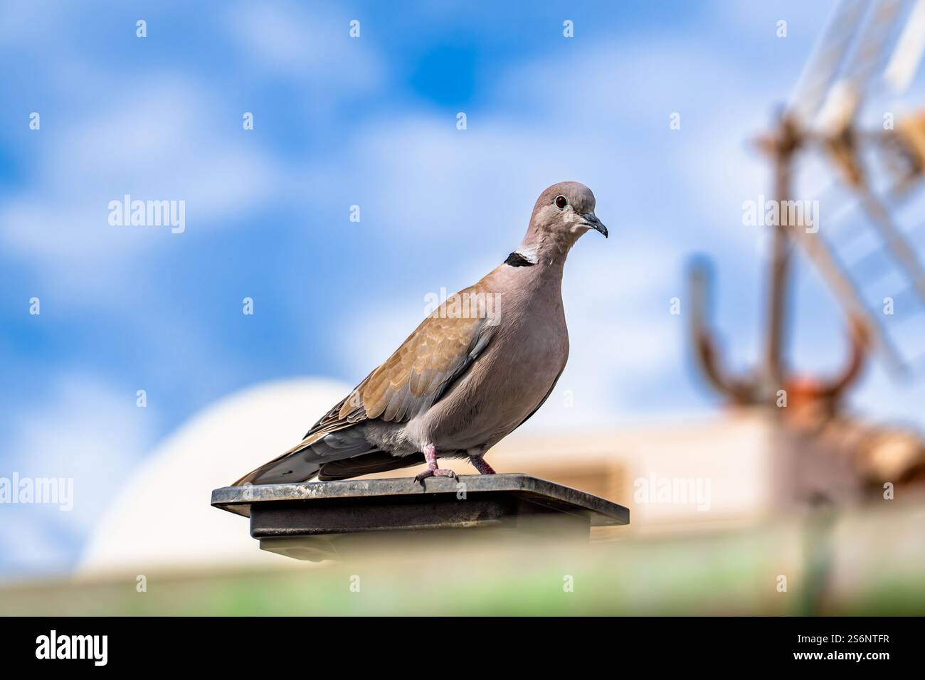Ein Vogel steht auf einem Metallmast. Der Vogel ist braun und hat einen schwarzen Kragen um den Hals. Der Himmel ist blau und klar, und es gibt ein Gebäude im Stockfoto Ein Vogel steht auf einem Metallmast. Der Vogel ist braun und hat einen schwarzen Kragen um den Hals. Der Himmel ist blau und klar, und es gibt ein Gebäude im Stockfoto