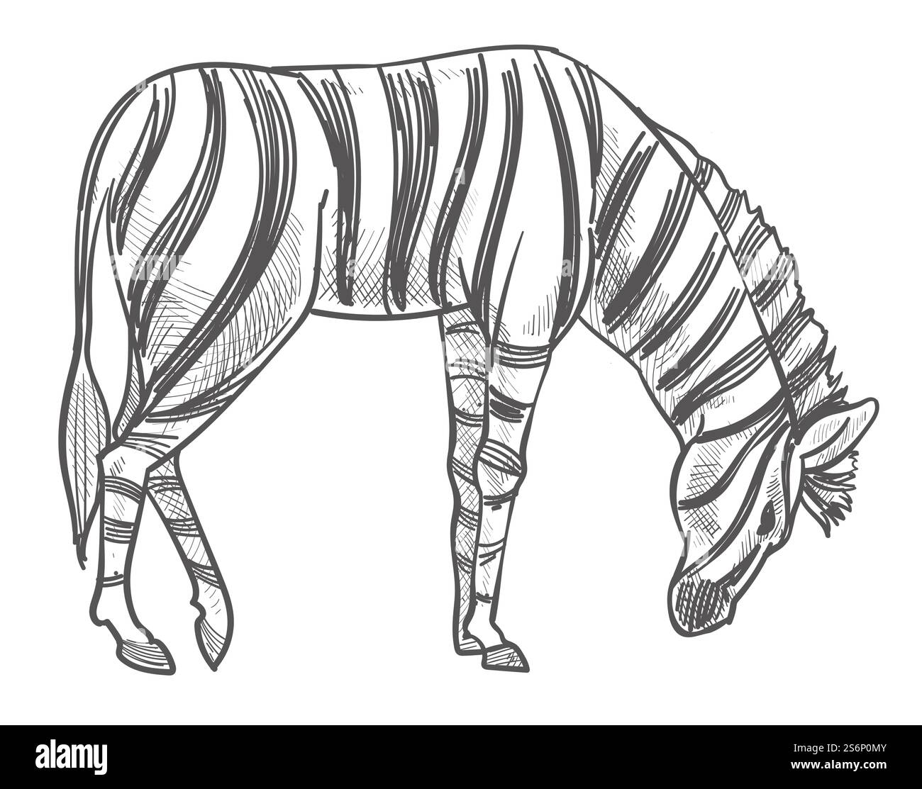 Zebra-Wildtier in natürlichem Lebensraum, isoliertes Zebra, das auf dem Feld Gras fresst. Einfarbige Sketch-Umrisse für Reitersäuger, fütterndes Pflanzenfresser mit Streifenmuster. Vektor in abgewickelter Form. Wilde Tiere, die auf dem Feld weiden, Zebra monochrom Stock Vektor Zebra-Wildtier in natürlichem Lebensraum, isoliertes Zebra, das auf dem Feld Gras fresst. Einfarbige Sketch-Umrisse für Reitersäuger, fütterndes Pflanzenfresser mit Streifenmuster. Vektor in abgewickelter Form. Wilde Tiere, die auf dem Feld weiden, Zebra monochrom Stock Vektor